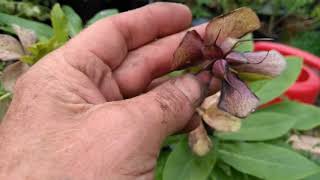 How to collect hellebore seeds [upl. by Ulysses]