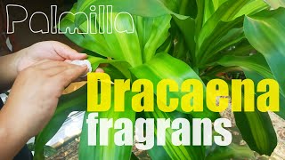 Dracaena fragrans leaves cleaning has been done [upl. by Freiman63]