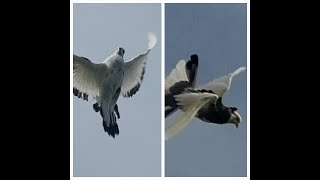 19 HIGHFLYER PIGEONS YOUNG BIRDS FLYING SERBIANS TIPPLERS MELBOURNE AUSTRALIA birds [upl. by Aicenek]