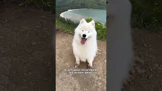 Mud monster strikes again 😈 dog samoyed fluffydog [upl. by Isnan]