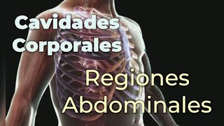 Cavidades Corporales y Regiones Abdominales [upl. by Nosyt]