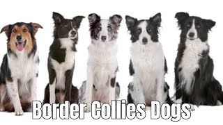 Border Collies Dogs  Everything You should Know About relaxyourpetdog [upl. by Ciel]