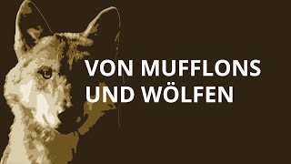 Von Mufflons und Wölfen [upl. by Llenart]