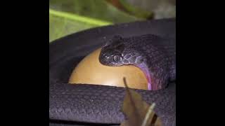 Snake Swallows an Egg bigger than its head [upl. by Avirt]