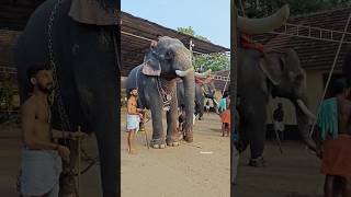 ഇവൻ കസറും 🔥🔥 കേരളീയൻ elephant aana [upl. by Dlopoel]