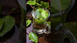 Benefits of Bay Leaf Tea [upl. by Atinauj155]