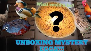 Unboxing Mystery eggs [upl. by Daigle518]