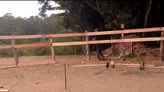 Construção de Redondel de tábuas de eucalipto doma de cavalos  Rancho Matuto Bragança Paulista 🇧🇷🐴 [upl. by Durrej]