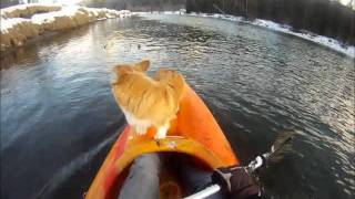 Kayaking With 2 Corgis [upl. by Kimbra471]