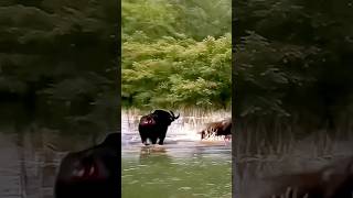 Epic Pool Showdown Buffalo Battles Lion in a Thrilling Water Fight [upl. by Isawk]