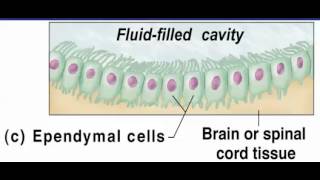 Ependymal cells 1 [upl. by Dory]