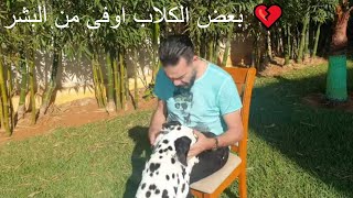 بعض الكلاب اوفى من البشر 💔  عادل الميلودي  adil el miloudi [upl. by Evelinn700]