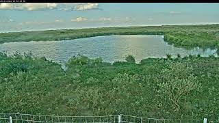 Attwater Prairie Chicken NWR Live Stream [upl. by Namia35]