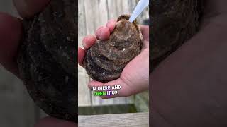 Surprise Pea Crab Found in Wild Duxbury Oyster oysters oysterasmr [upl. by Andras]