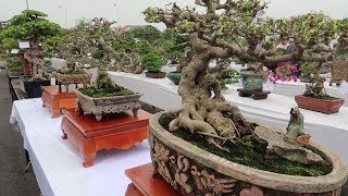 Top 500 cây bonsai mini đẹp nhất việt nam triển lãm đẳng cấp cao  Đặng Tiến Thụy  xây nhà to [upl. by Flavio]