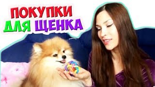 Покупки для собаки ✔️ Что купить Померанскому ШпИцУ [upl. by Eanahc]