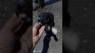 Dog pappy🥰🐕youtubeshorts ternding doglover [upl. by Nortyad734]