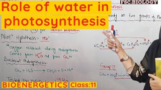 Role of water in photosynthesis class 11  Bioenergetics urduhindi [upl. by Cesare]