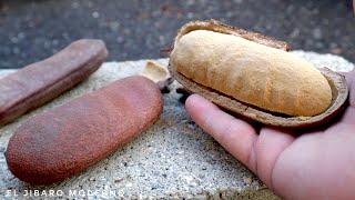 PROBANDO LA ALGARROBA FRUTA CASI EXTINTA EN PUERTO RICO [upl. by Poland]