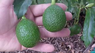 Showing several varieties of avocado and tips on pruning avocado trees [upl. by Briny]