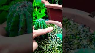 How to fix etiolated cactus Succulent plant succulents plants cactus propagation homegarden [upl. by Awjan]