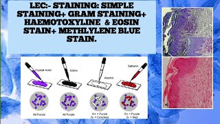 Simple stainingGram StainingHampE staining [upl. by Servetnick]