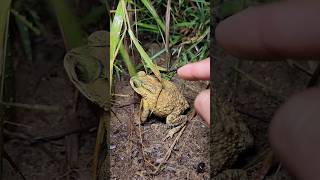 Funny frog catch big and small is forest shorts [upl. by Isaacs973]