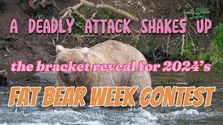 A deadly attack shakes up the bracket reveal for 2024’s Fat Bear Week contest [upl. by Snowber70]