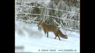 Fuchshochzeit Fuchsranz quotHängenquot  red fox copulation mating season 9 [upl. by Simetra891]