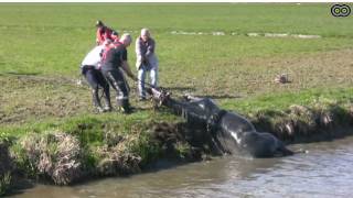 Paard en wagen te water in Amstelveen [upl. by Adnalram]