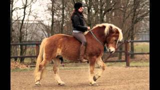 PICTURES Haflinger Shilas and Eva Roemaat  training [upl. by Nawtna]