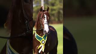 The Ultimate SmoothRide Horse horse horsebreeds mangalargamarchador [upl. by Ibrek]