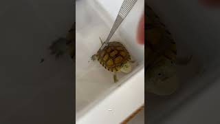 只要有吃的就是好朋友，龟粮是感情基石 烏龜 pets 龜 cute tortoise [upl. by Muryh158]