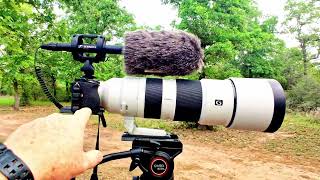 😍 Sennheiser MKE 600 Shotgun Microphone Fantastic for Nature Video 🐦 [upl. by Hnah]