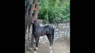 Charotar horse marwadishorts videoViral [upl. by Emolas]