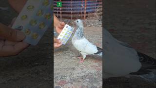 Pigeon vitamin cod livar oil  shorts vitamin pest pigeon kabutar [upl. by Brendis]