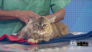 PET EXPERT What To Do When Your Cat Resists Topical Flea Treatment [upl. by Aissirac628]