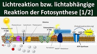 Lichtabhängige Reaktion Lichtreaktion Primärreaktion der Fotosynthese 12 Biologie Oberstufe [upl. by Odom867]