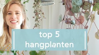 Top 5 populairste hangplanten op Instagram [upl. by Dorr]