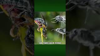 How Orchids Trick Wasps pseudocopulation [upl. by Lleynad57]