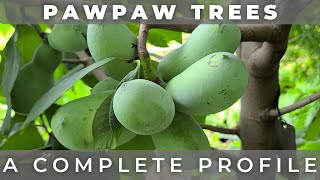 The Pawpaw Tree  A Complete Profile [upl. by Letnohc]