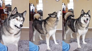 Husky’s Reaction To The Postman shorts [upl. by Mutua678]