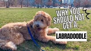 Labradoodle 101  4 Reasons You Should NOT get a Labradoodle [upl. by Stephens]