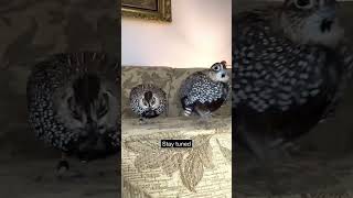 The best quail species to raise as pets  the one you probably never thought about quotPart 1quot [upl. by Nairdad]