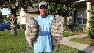 Mayport Inlet Sheepshead Fishing [upl. by Wordoow]