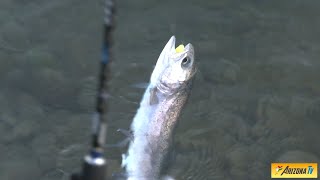 MONDO PESCA  UNA TROTA TIRA LALTRA  LAGHETTO BELLARIA  ROBBIANO DI MEDIGLIA MI pescasportiva [upl. by Llertal942]