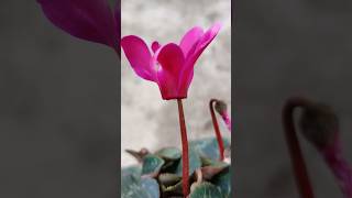 Cyclamen Care Short amp Sweet Plant Tips 🌿 Shorts [upl. by Cown753]