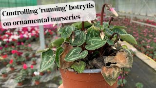 Controlling running botrytis on an ornamental nursery [upl. by Araiek]