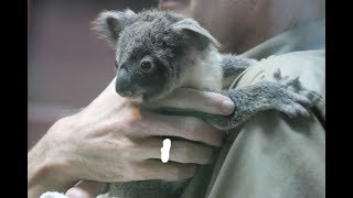 Koala baby Sydney ZOO Antwerpen 2018 [upl. by Marleah]