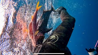 Solo spearfishing hawaii for ulua giant trevally Catch amp Cook [upl. by Jared]